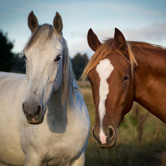 Deux chevaux paisibles illustrant le bien-être du cheval selon les cinq libertés fondamentales.