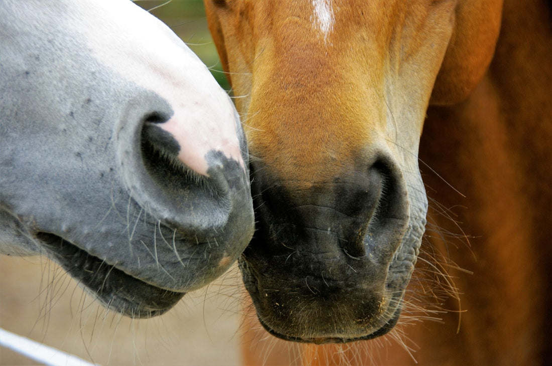 Le bien-être équin n’est pas une destination, mais un processus