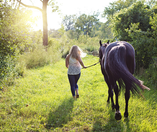 Anthropomorphisme et chevaux : entre projections humaines et réalité équine