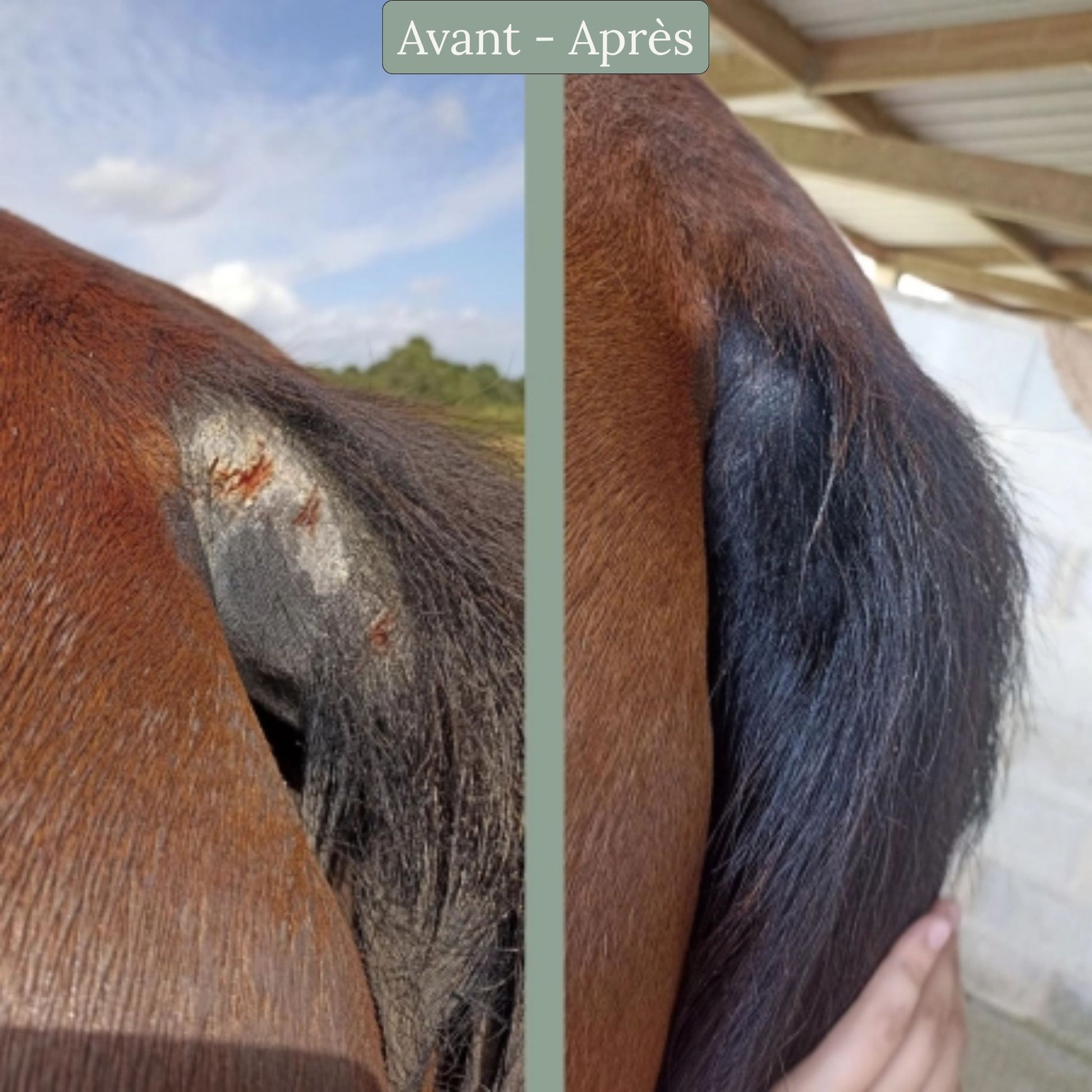 Le cataplasme réparateur Nellumbo aide à cicatriser et à la repousse du poil