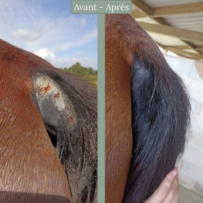 Le cataplasme réparateur Nellumbo aide à cicatriser et à la repousse du poil