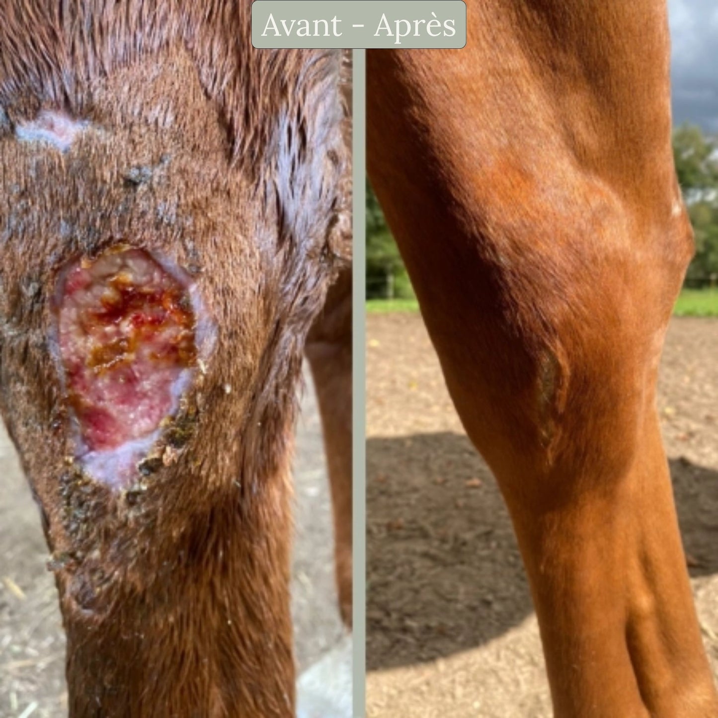 Plaie inflammée cheval - résultat de l'utilisation du cataplasme réparateur Nellumbo