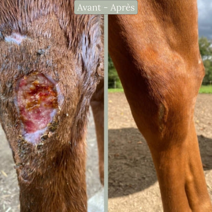 Plaie inflammée cheval - résultat de l'utilisation du cataplasme réparateur Nellumbo