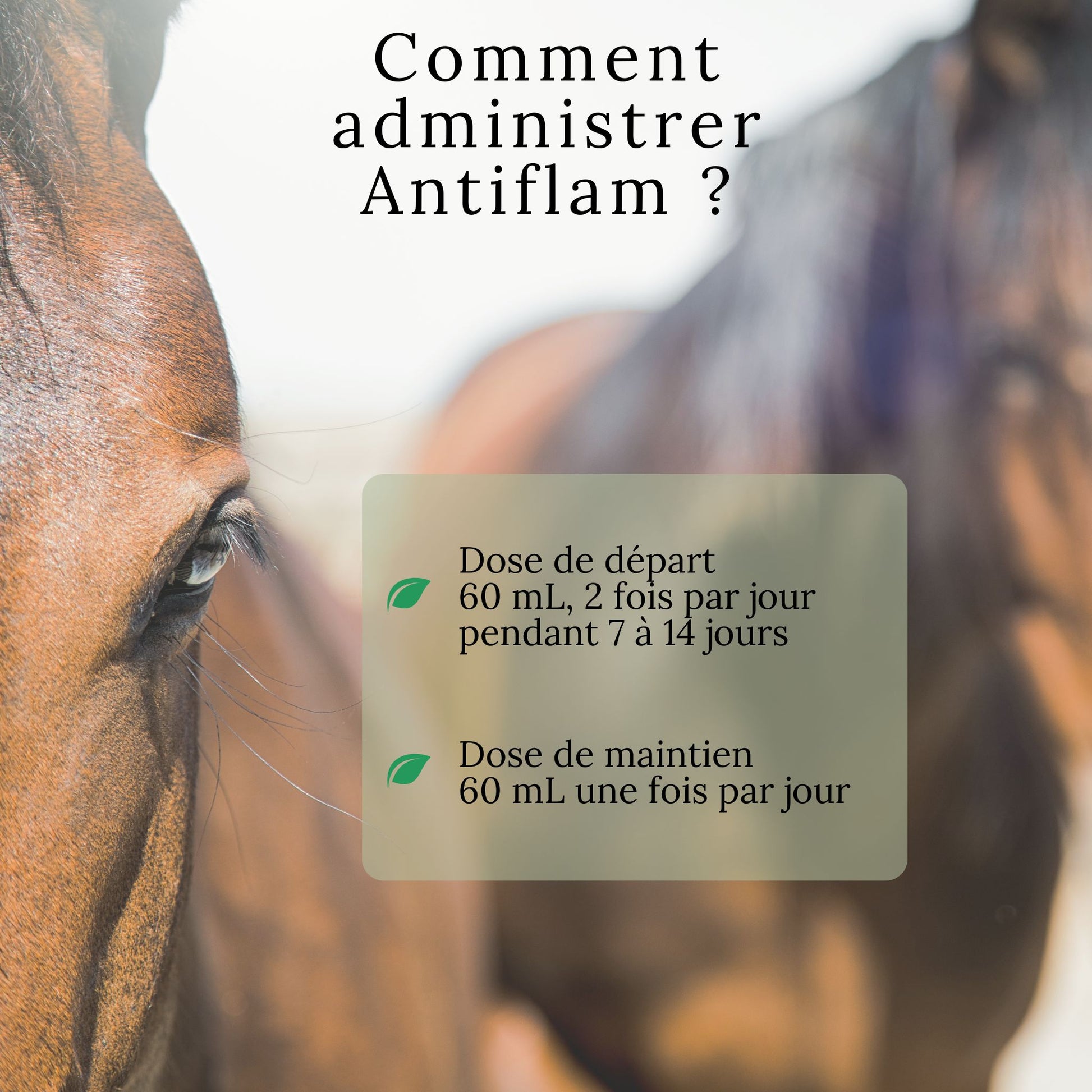 Instructions pour administrer Antiflam au cheval – dosage et fréquence recommandés