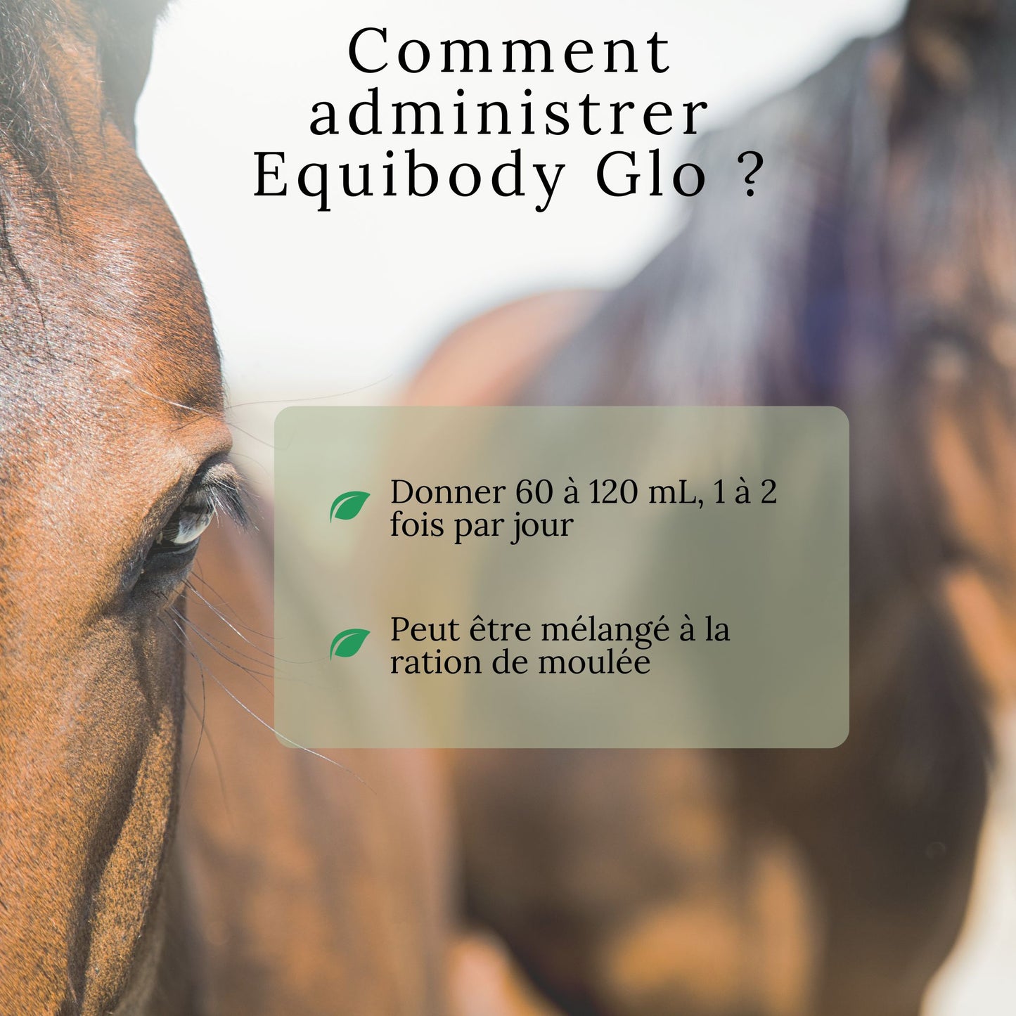 Instructions de dosage pour EquiBody Glo – huile naturelle à ajouter à la ration du cheval