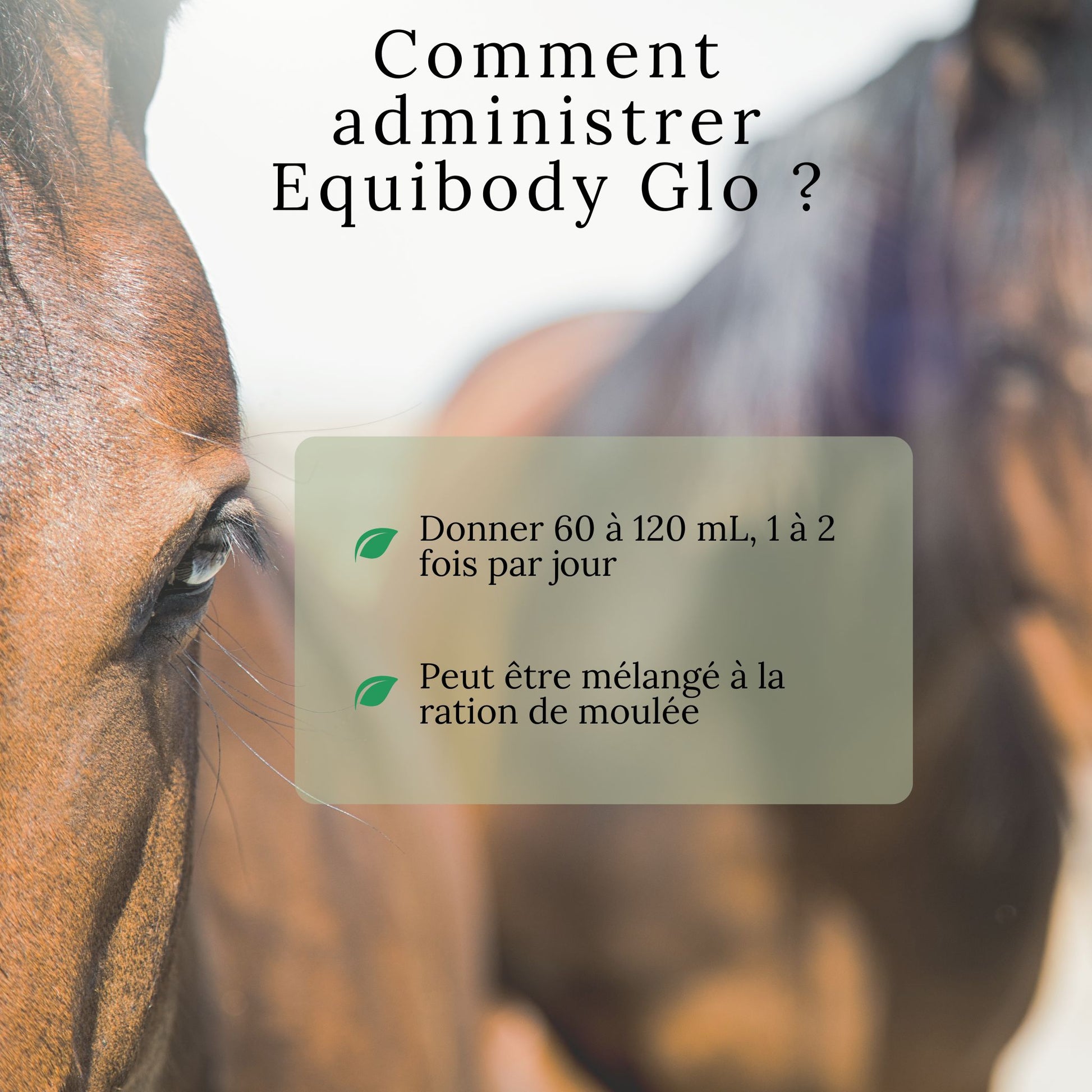 Instructions de dosage pour EquiBody Glo – huile naturelle à ajouter à la ration du cheval