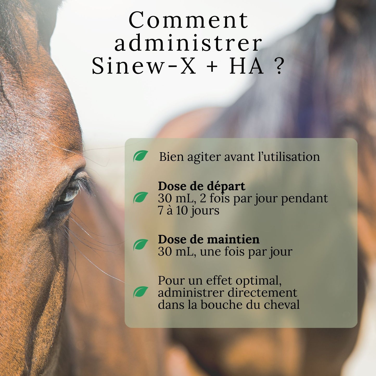 Dosage facile du SINEW-X + HA – complément liquide pour cheval