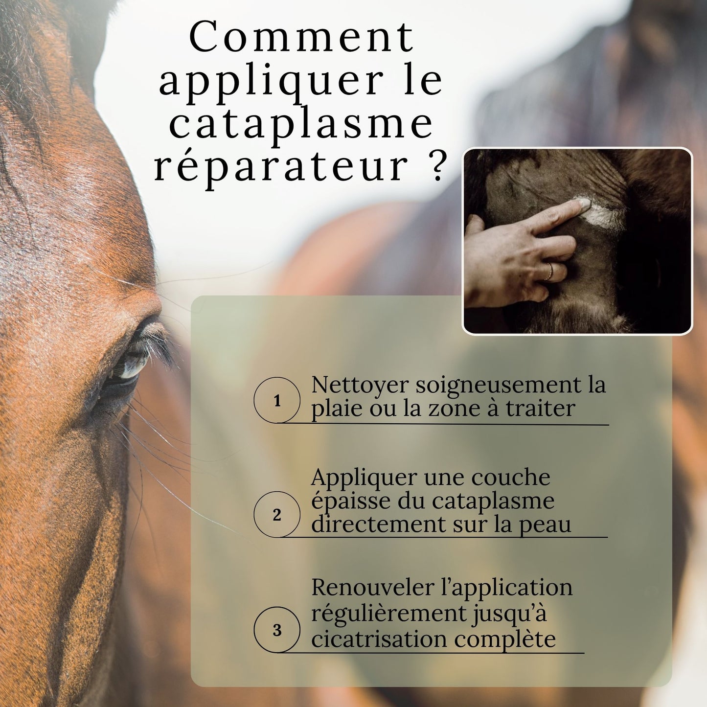 Comment appliquer le cataplasme réparateur Nellumbo sur le cheval