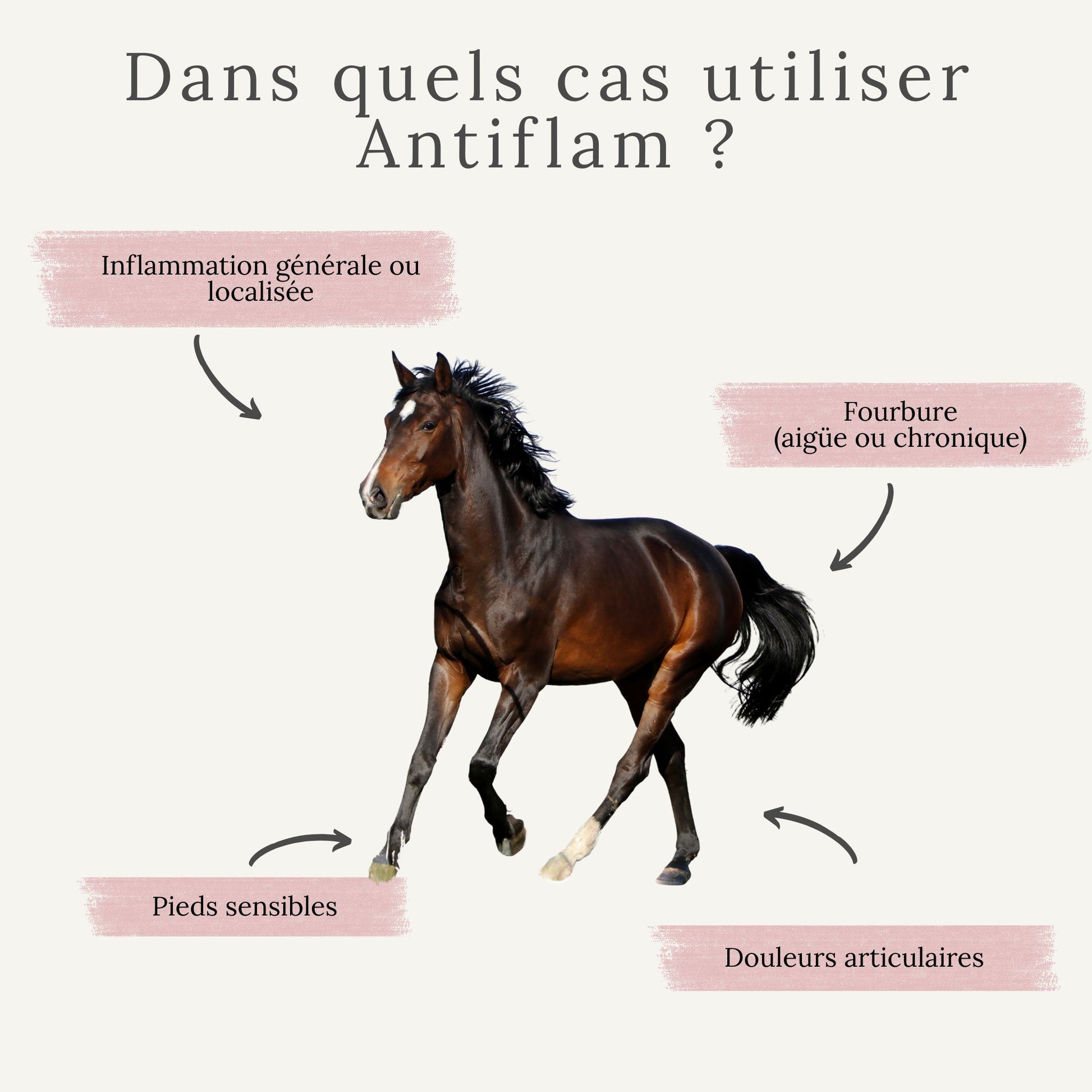 Dans quels cas utiliser Antiflam : fourbure, douleurs musculaires, pieds sensibles, inflammation chronique chez le cheval