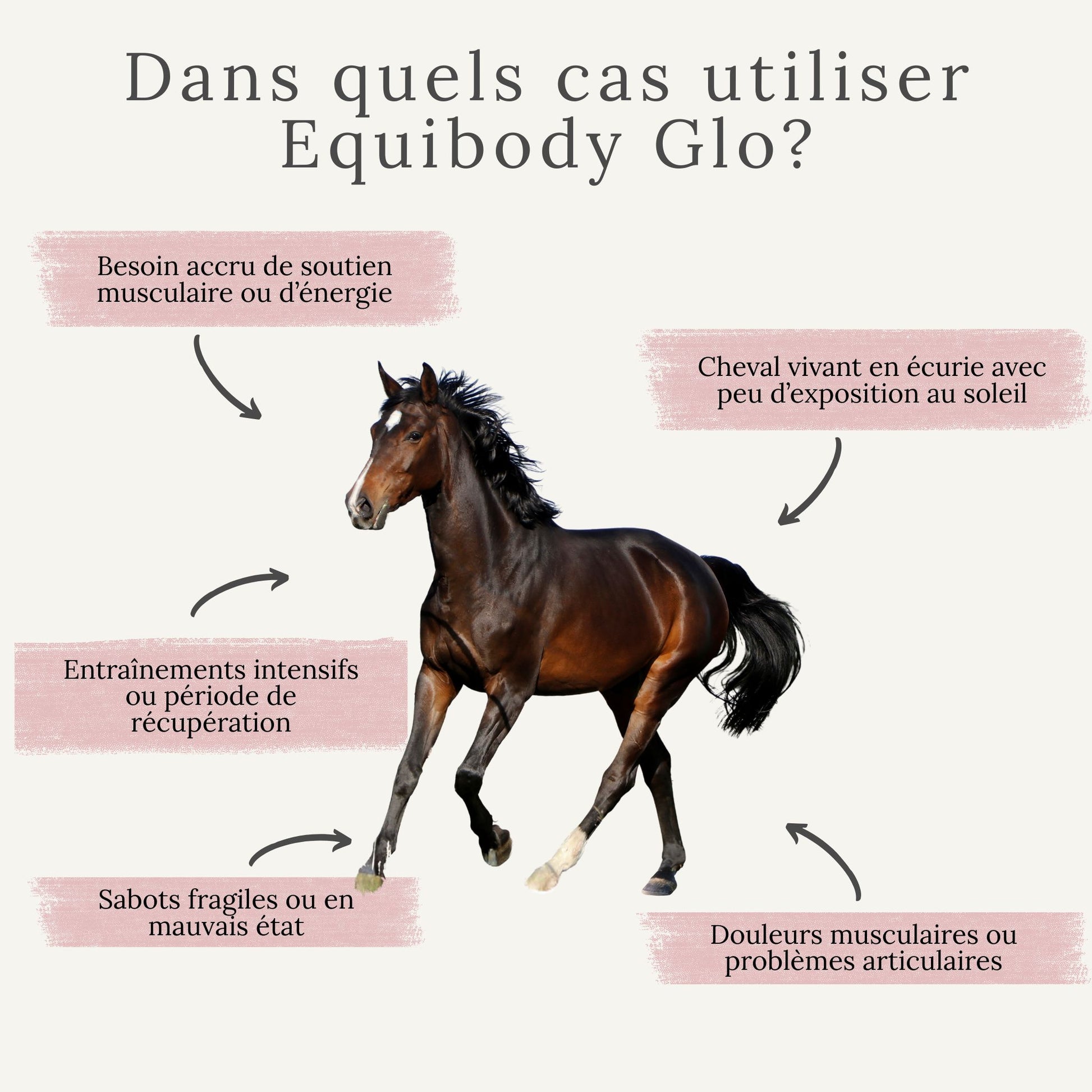 Quand utiliser EquiBody Glo : poil terne, sabots secs, faible immunité ou perte de masse musculaire