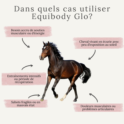 Quand utiliser EquiBody Glo : poil terne, sabots secs, faible immunité ou perte de masse musculaire