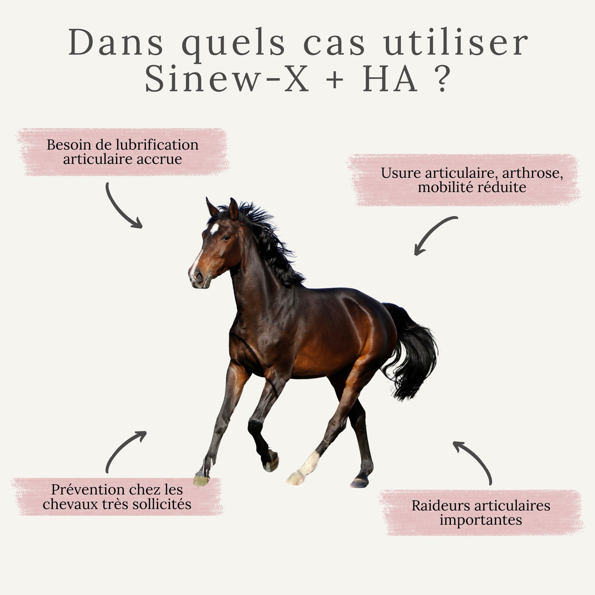 Cheval avec raideurs ou douleurs articulaires, arthrose, mobilité réduite