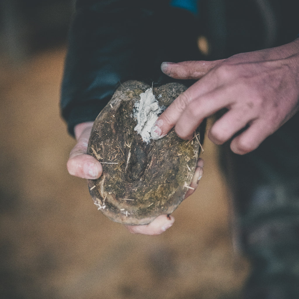 Application de l’argile fourchettes abîmées sur le sabot du cheval, vue rapprochée