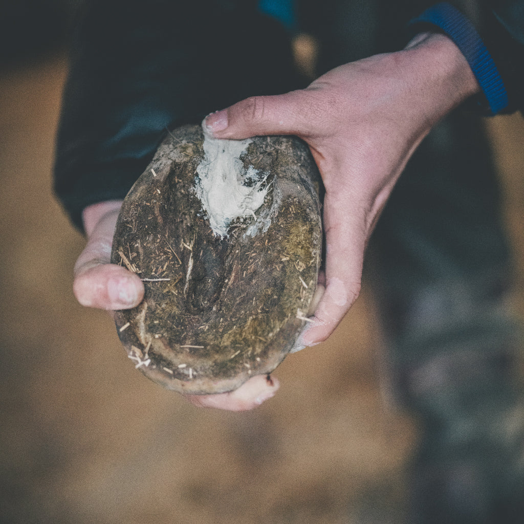Application de l’argile fourchettes abîmées sur la zone postérieure du sabot du cheval, gros plan