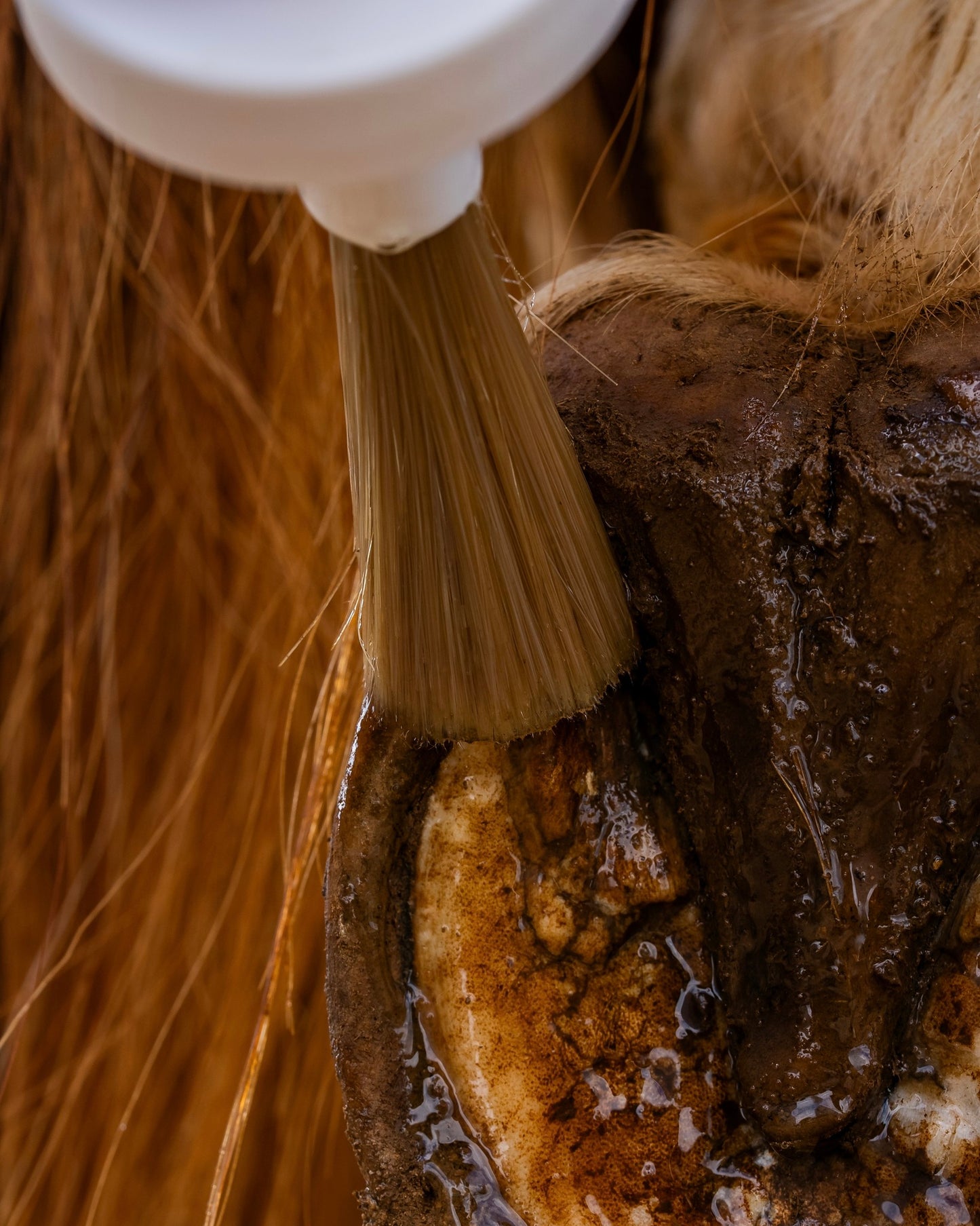 Huile sabots sensibles