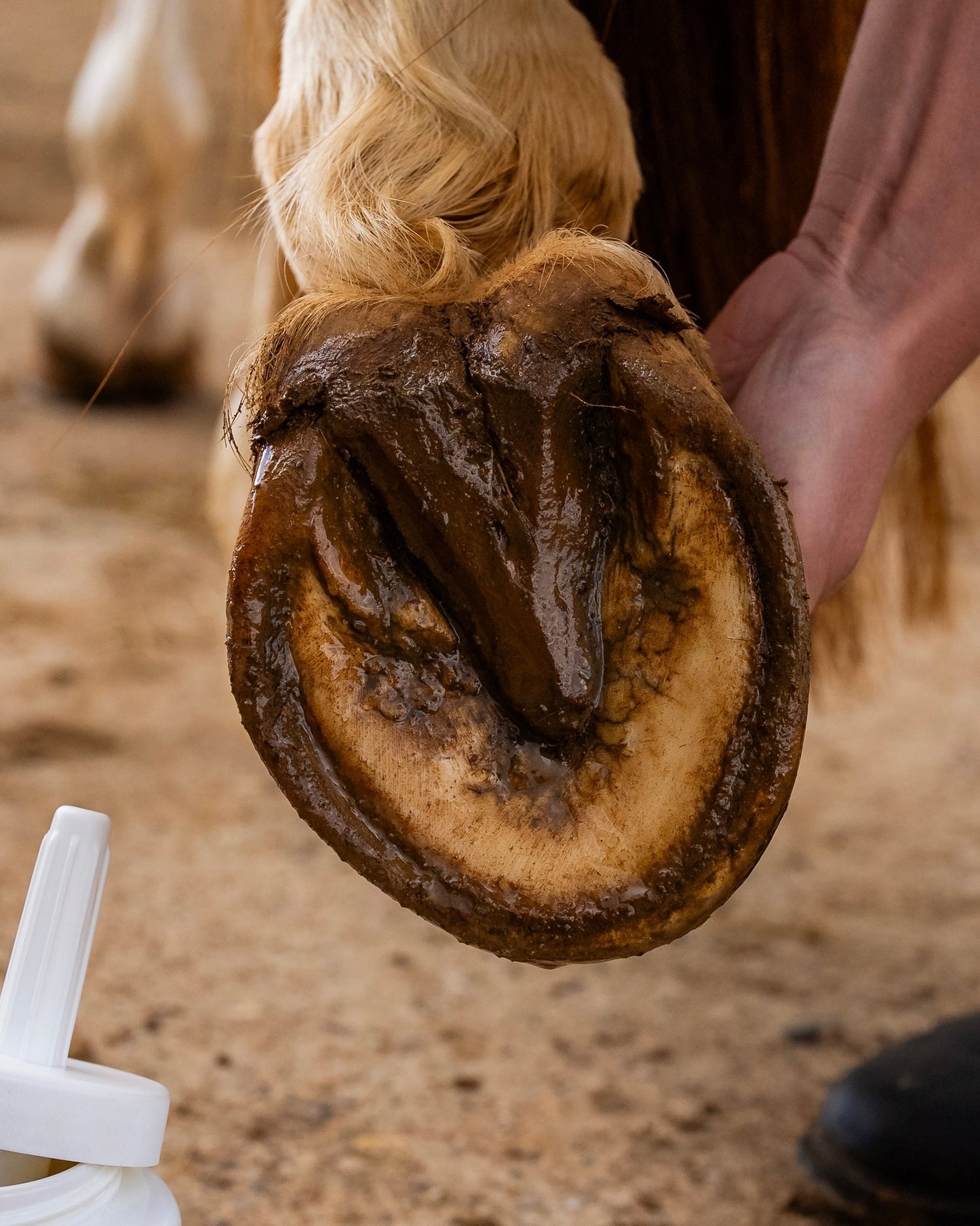 Huile sabots sensibles