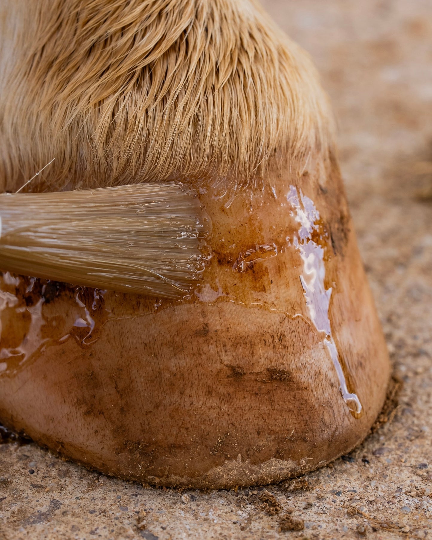 Huile sabots sensibles