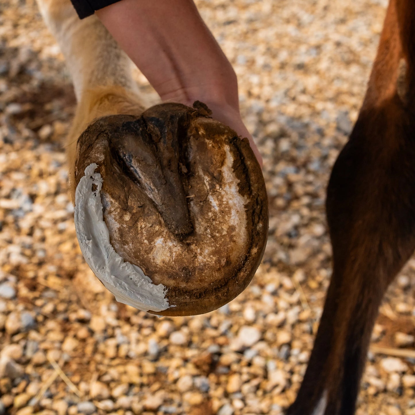 Application d’argile assainissante sur la paroi externe du sabot du cheval / sur la ligne blanche et près du talon