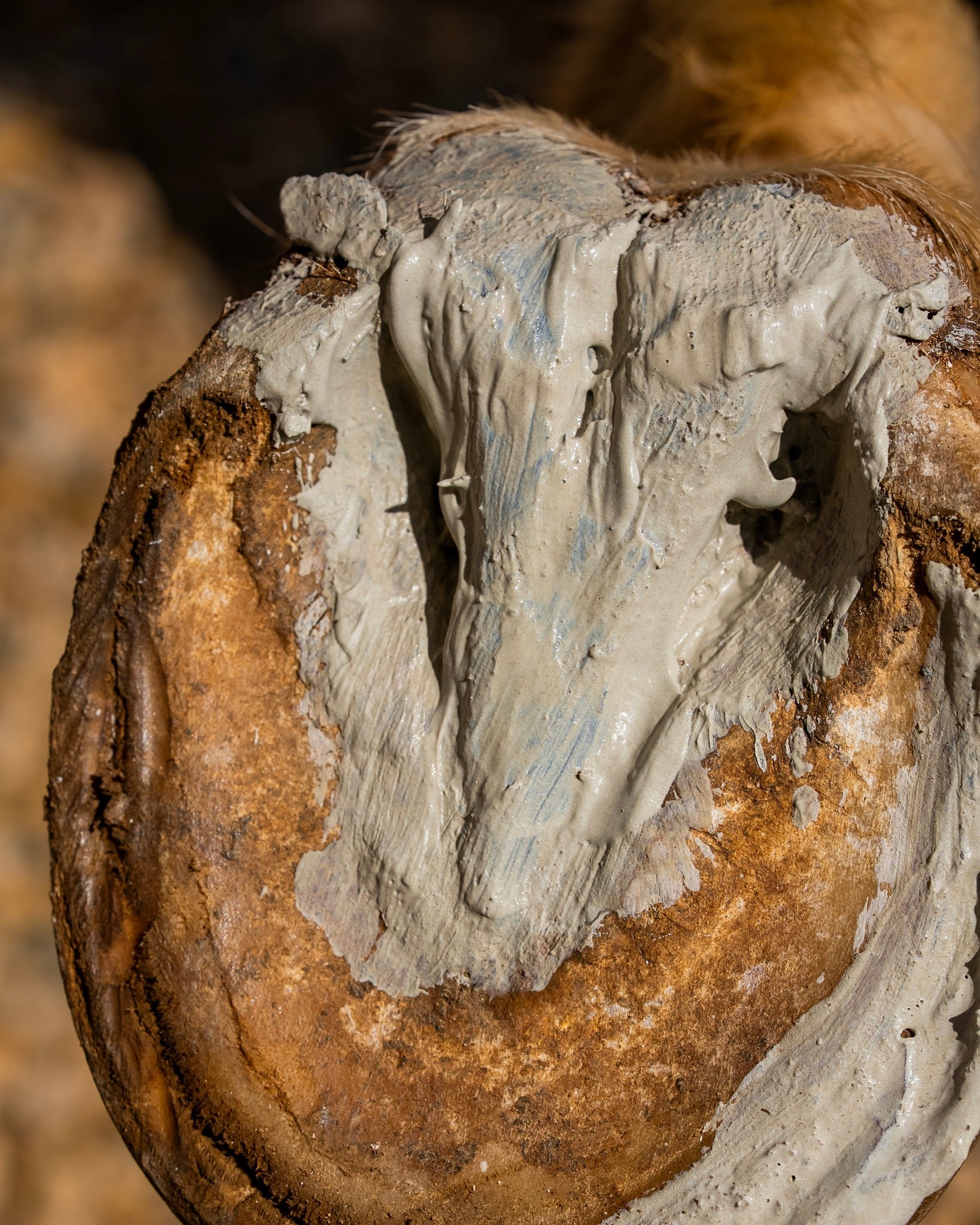 Argile assainissante sabots appliquée sur la fourchette du cheval, très gros plan
