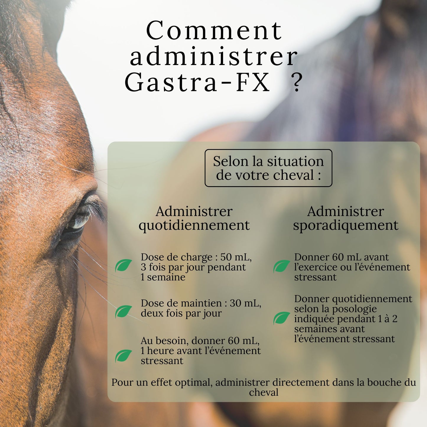 Mode d’emploi du Gastra-FX Omega Alpha – instructions de dosage oral pour chevaux