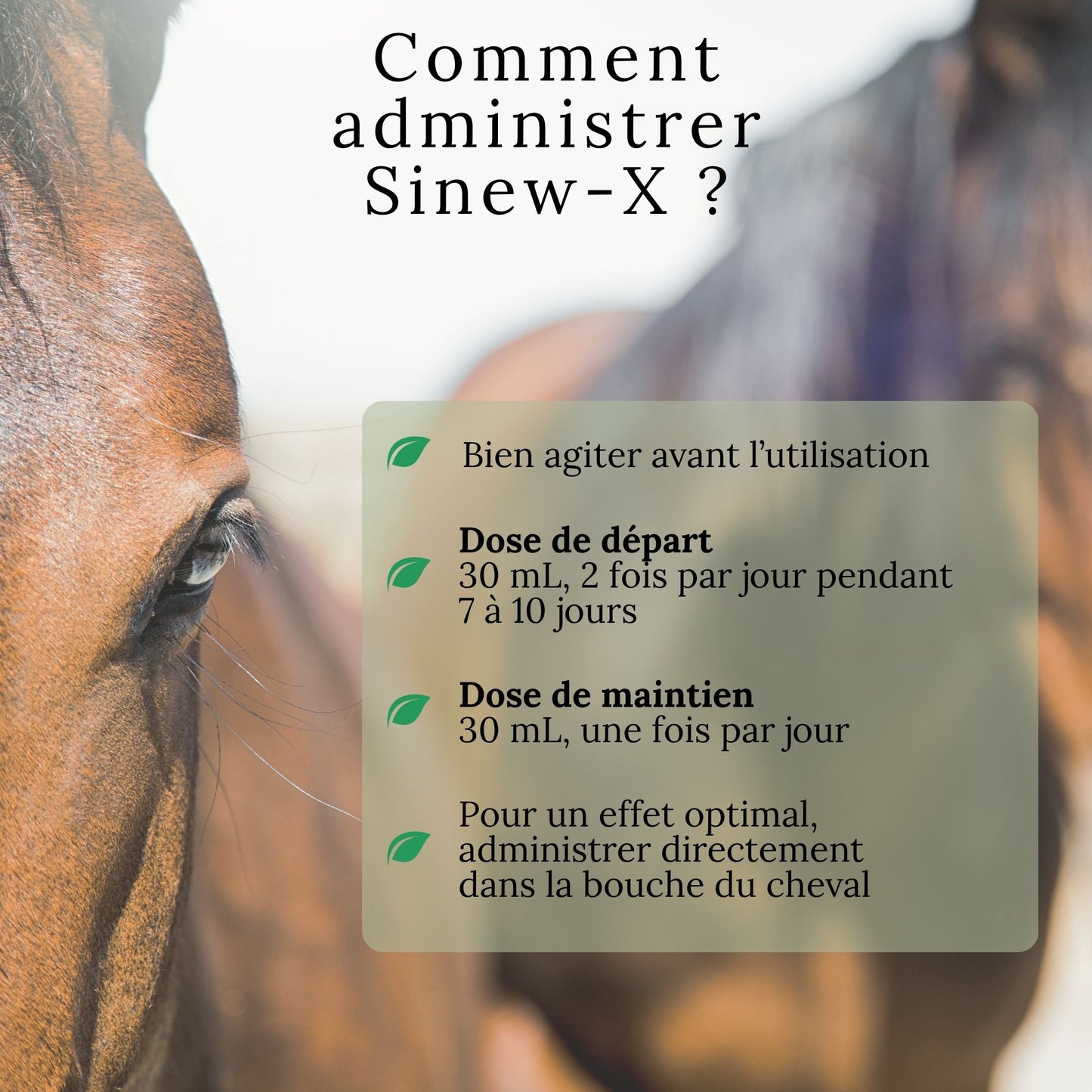 Instructions d’utilisation du SINEW-X Omega Alpha – dosage recommandé pour chevaux en soutien articulaire