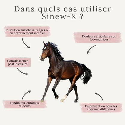 Utilisation du SINEW-X pour chevaux avec raideurs, douleurs articulaires, récupération après effort ou vieillissement