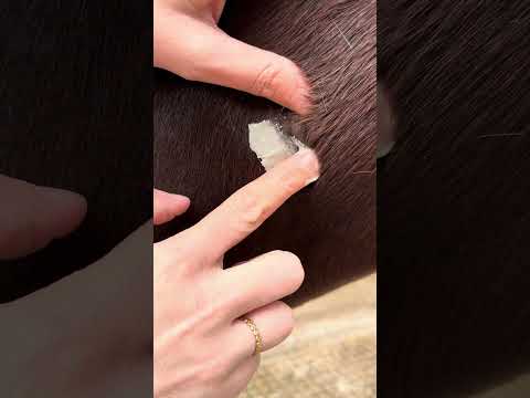 Application du cataplasme réparateur Nellumbo sur une plaie chez le cheval