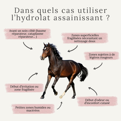 Schéma montrant dans quels cas utiliser l’hydrolat assainissant sur le cheval